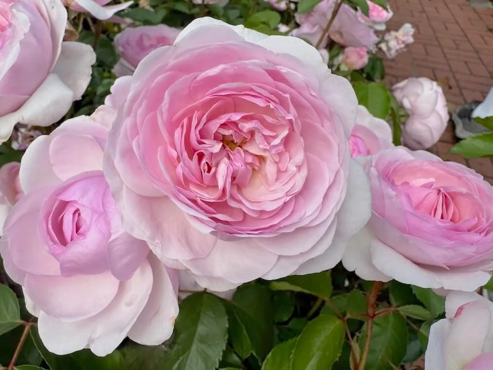Rosa 'Olivia Rose Austin' (Olivia Rose Austin English Rose
